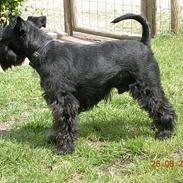 Dvaergschnauzer Laban