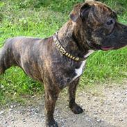 Staffordshire bull terrier Aarslev Diablo (Oscar)