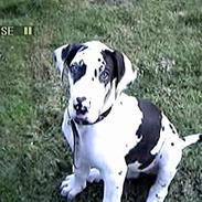 Grand danois Horsebjerg Athena (Himmelhund)