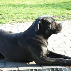 Cane corso Charlie