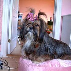 Lhasa apso  LAUNA 