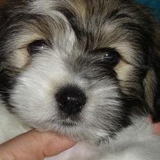 Coton de tulear Noah