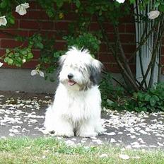 Coton de tulear Noah