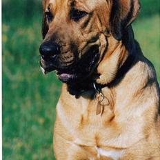 Broholmer Frigga R.I.P. Friksen...