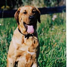 Broholmer Frigga R.I.P. Friksen...