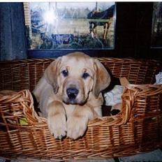 Broholmer Frigga R.I.P. Friksen...