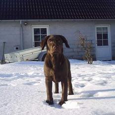 Labrador retriever Zuma