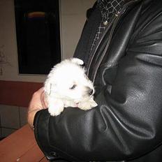 West highland white terrier Frode