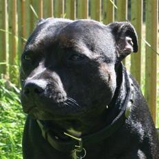 Staffordshire bull terrier Point of View Annie