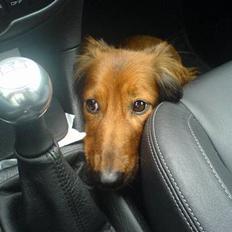 Dværggravhund Mulle