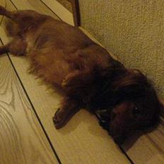 Dværggravhund Mulle