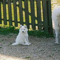 Samojedhund Emma