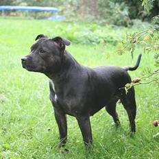 Staffordshire bull terrier Point of View Annie