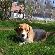 Beagle Bob RIP 22/10-2017