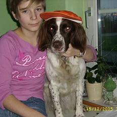Engelsk springer spaniel Bailey