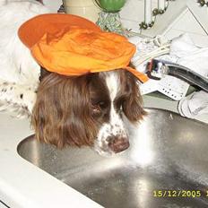 Engelsk springer spaniel Bailey