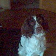 Engelsk springer spaniel Bailey