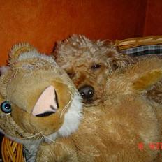 Dværgpuddel Pjevs "Stundt" Pedersen 