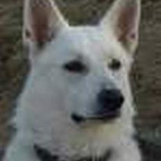 Hvid schæfer Bongo-Boy of white Skydog
