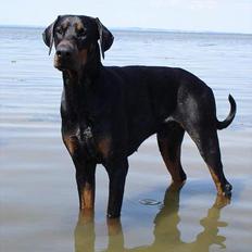 Dobermann Sanguesa T-bone *28-9-05*