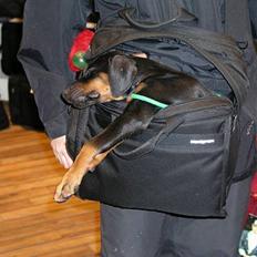 Dobermann Sanguesa T-bone *28-9-05*