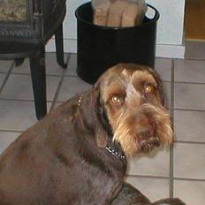 Ruhåret hønsehund Carlo