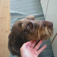 Ruhåret hønsehund Carlo