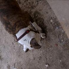 Amerikansk staffordshire terrier Bitte Lady