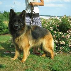 Schæferhund Haweto Natja  