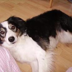 Border collie Freja