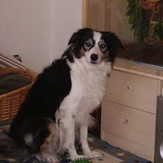 Border collie Freja