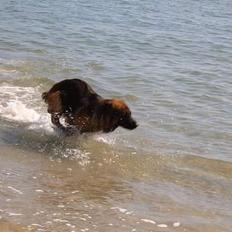 Schæferhund Haweto Natja  