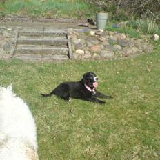 Blanding af racer Ricki