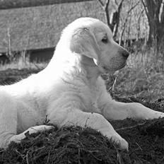 Golden retriever Hannibal Risager