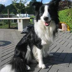Border collie Windy