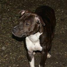 Amerikansk staffordshire terrier Loui   R.I.P