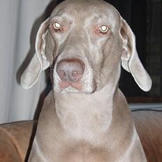 Weimaraner Nanna - død december 2008