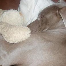 Weimaraner Nanna - død december 2008