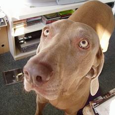 Weimaraner Nanna - død december 2008