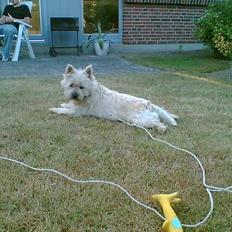 Cairn terrier Emsig