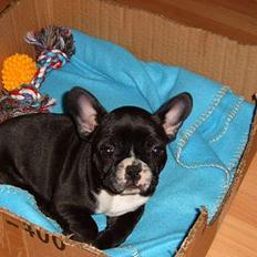 Fransk bulldog Gizmo