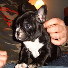 Fransk bulldog Gizmo
