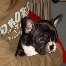 Fransk bulldog Gizmo