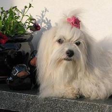 Coton de tulear Pixi