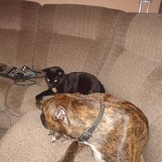 Boxer king er sovet ind juli måndet