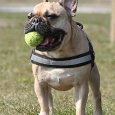 Fransk bulldog Gustav 