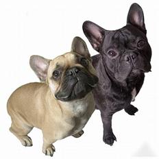 Fransk bulldog Gustav 