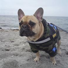 Fransk bulldog Gustav 