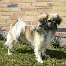 Tibetansk spaniel Kri Kris Everlasting Juno