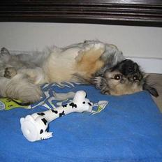Tibetansk spaniel Kri Kris Everlasting Juno
